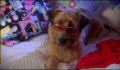 dr dolittle 3-avi_080.jpg